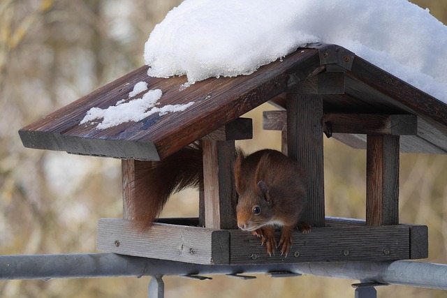 Wide selection of bird feed products