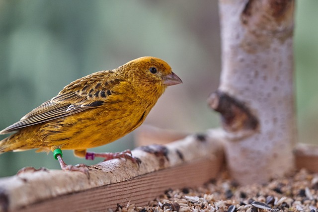 Wide selection of bird feed products