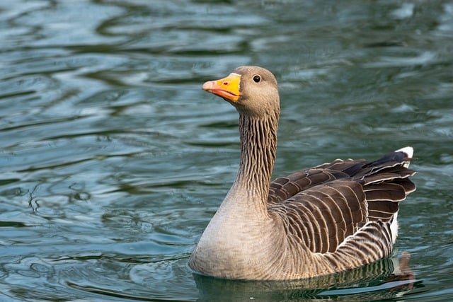 Wild Bird