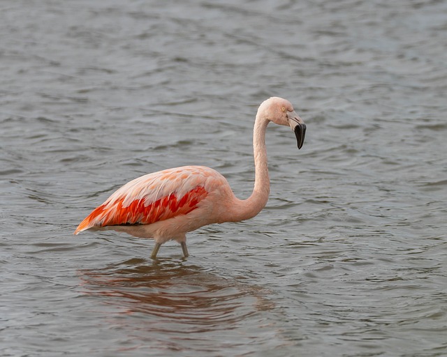 Wild Bird