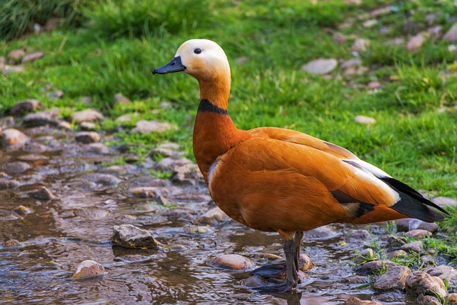 Wild Bird