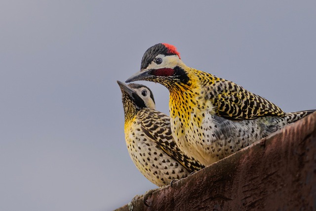 Wild Bird