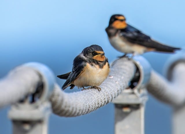 Wild Bird