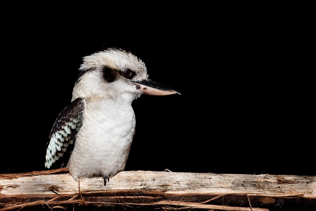 Wild Bird