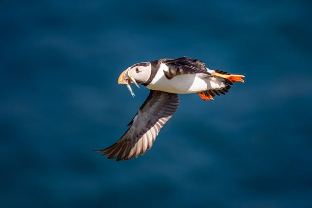 Wild Bird