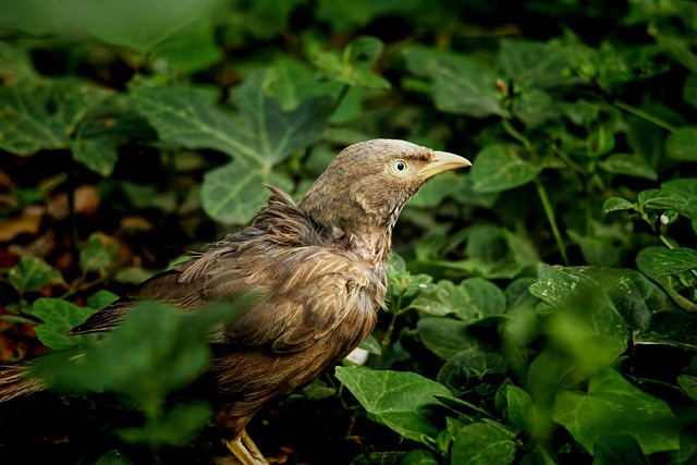 Wild Bird