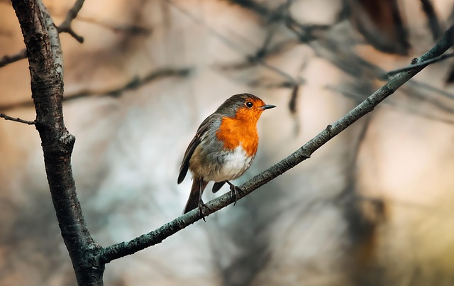 Wild Bird