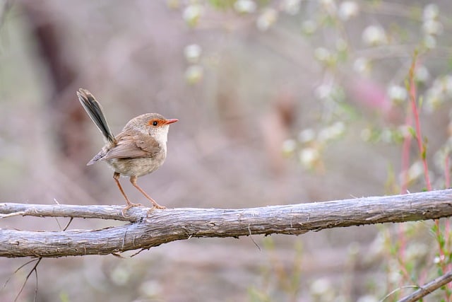 Wild Bird