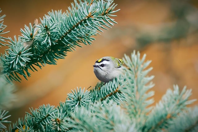 Wild Bird