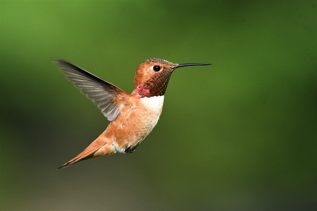 Wild Bird