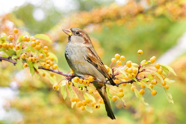 Wild Bird
