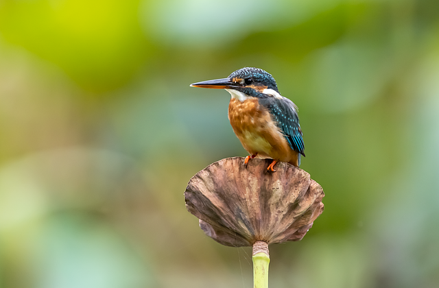 Wild Bird