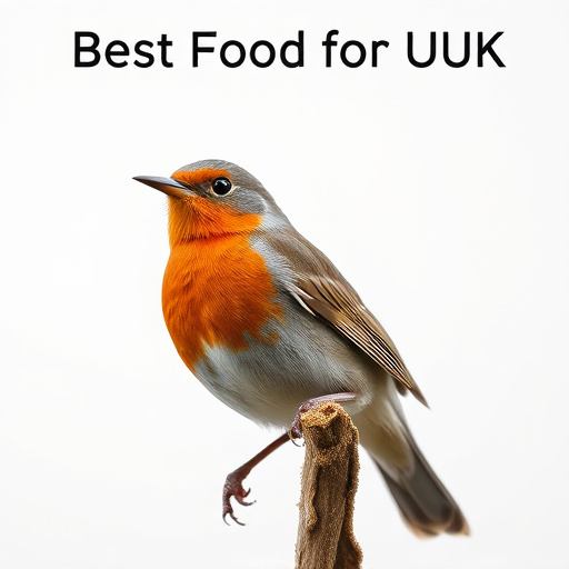 Best Food for Robins UK: Songbird Seed Mix Guide