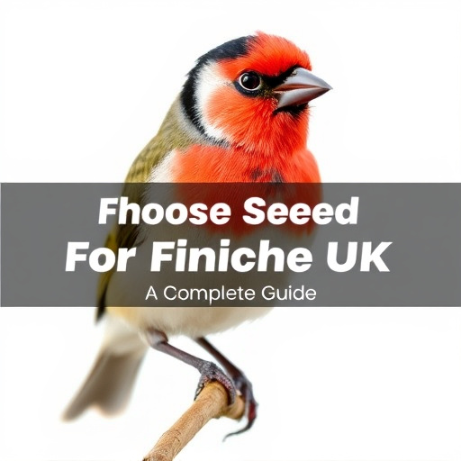 Choosing Best Seed for Finches UK: A Complete Guide