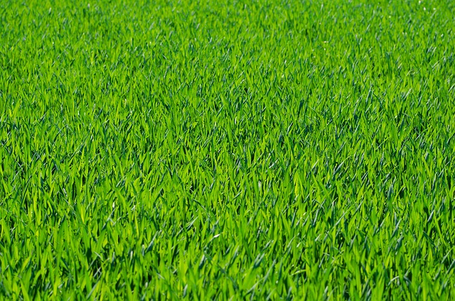 Magpie strutting across grassy lawn
