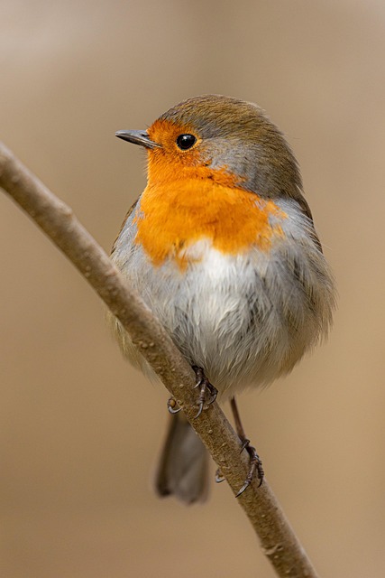 Robin perched near sunflower hearts on table