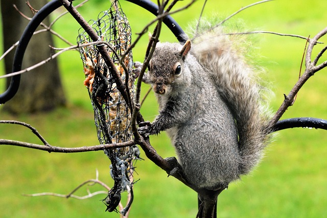 Squirrel-proof peanut feeder hanging in garden