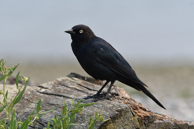 Wild birds enjoying mealworms outdoors